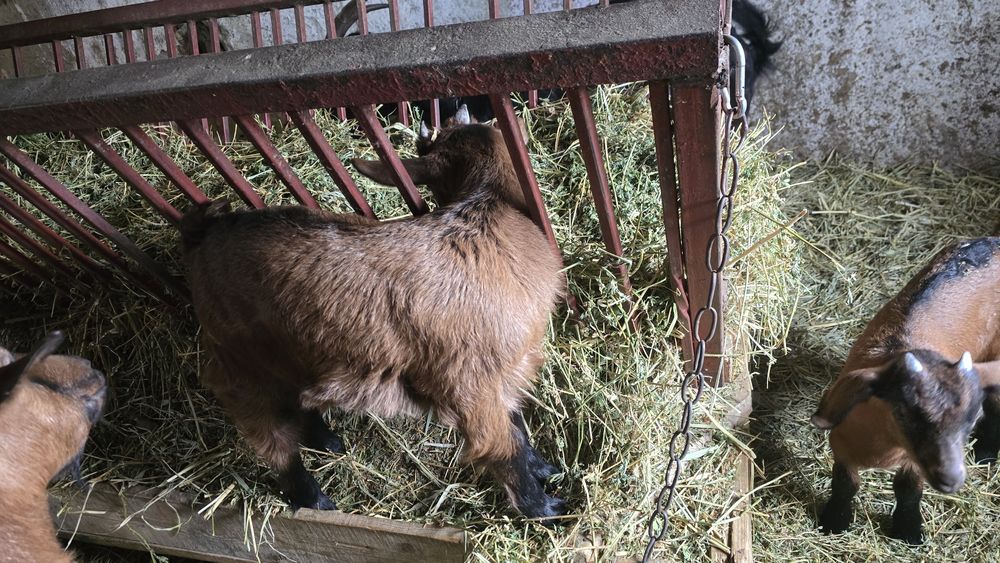 Iezi rasa alpin fancez