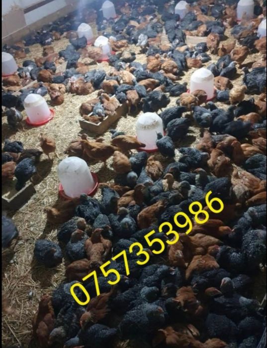 Microferma Bunicii, Varsatura Braila ( pui rase mixte si grele )