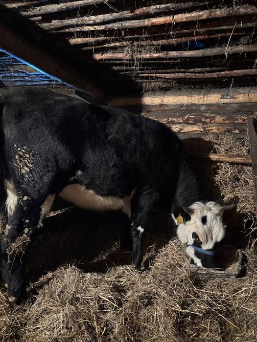 Продаётся тёлки за 1 млн сто тыс. За двоих. Есть торг!!!