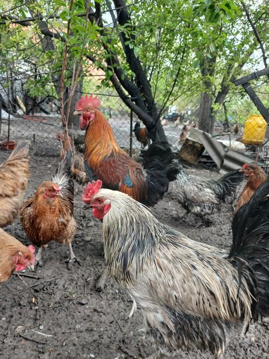 Петухи годовалые, продам.