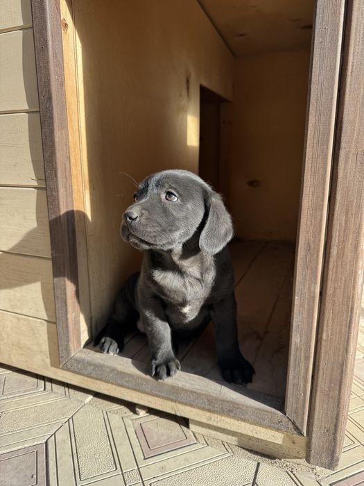 Щенок лабрадора ретривера