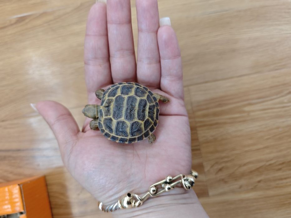 Черепашки сухопутные