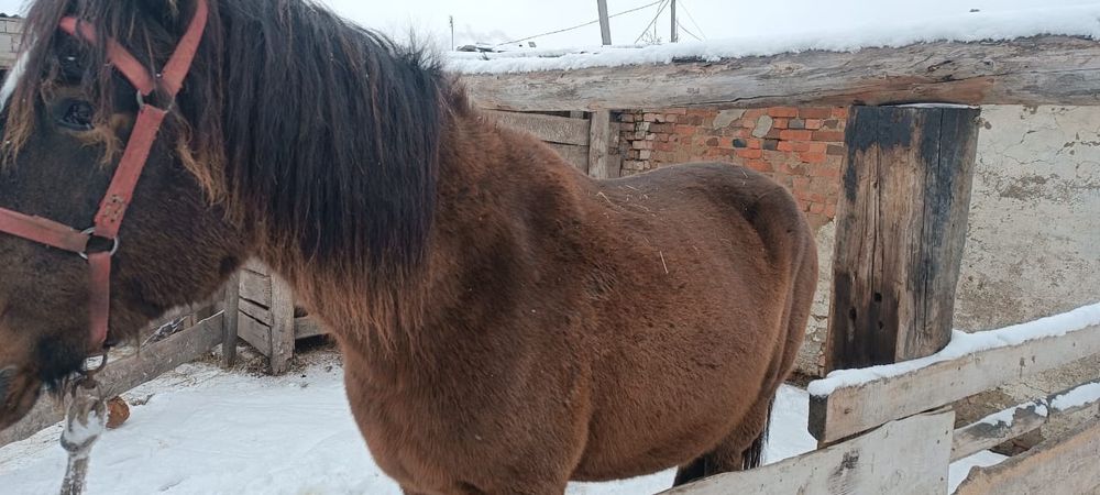 Продам кобылу 5 лет жеребая