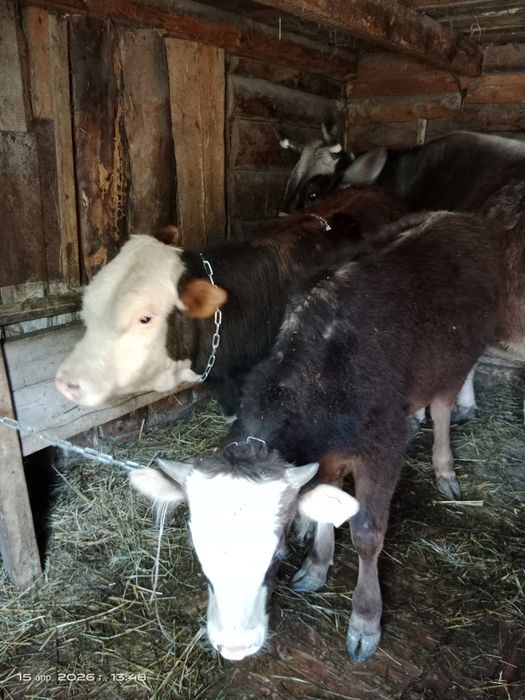 Продам бычков годовалые цена указана за одного