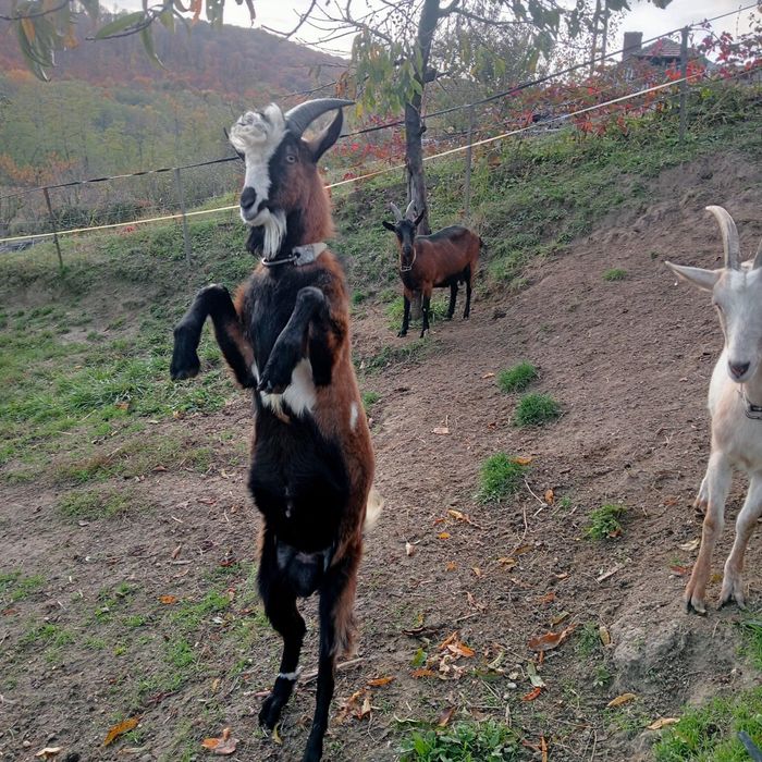 Țap metiș din mama alpina și tata saanen