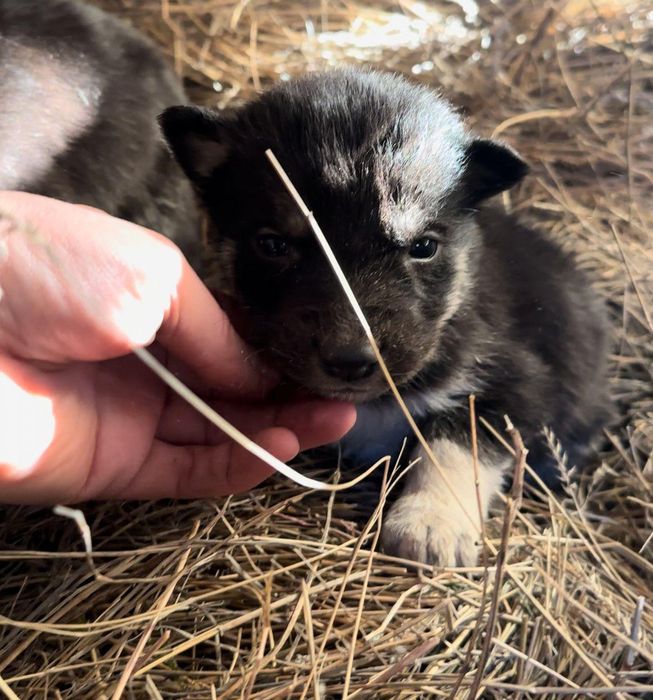 Мальчики и девочки