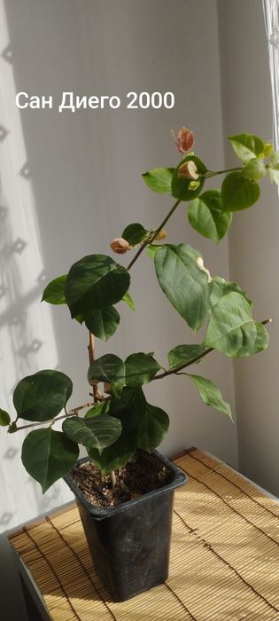 Бугенвиллии разные.