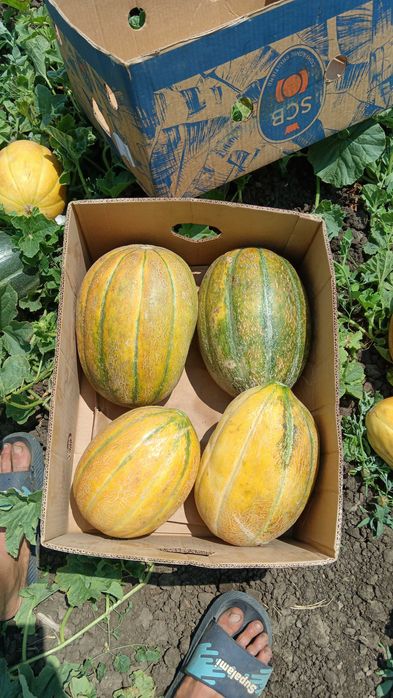 Vând pepeni    caristan cantitate 80-100 tone și galben