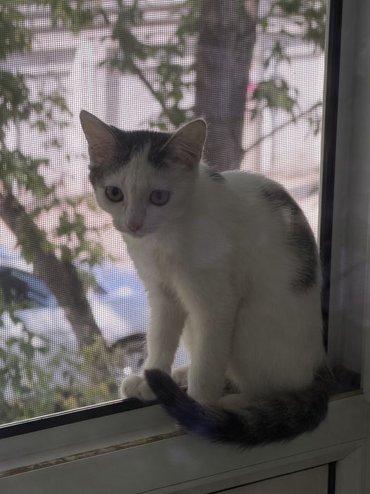 Срочно  кошечка  ищет дом