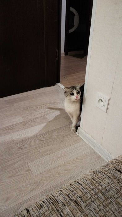 Отдам кошку в добрые руки