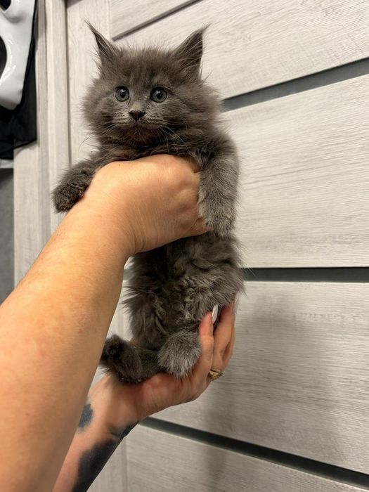 Мейн-кун мальчишки