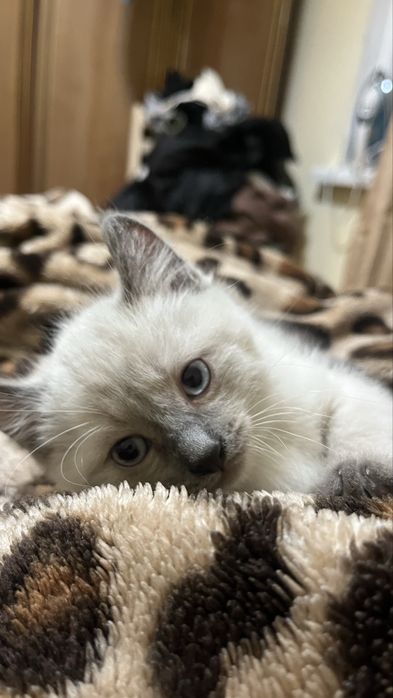 Американский керл Мальчик