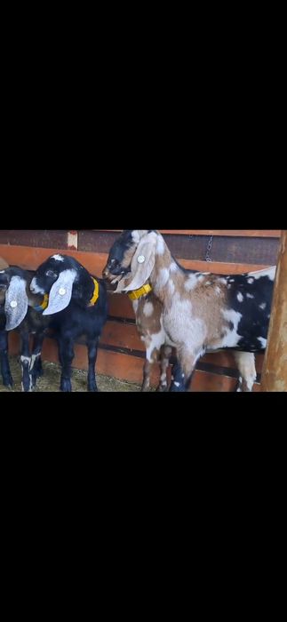 Vând 5iede si 2tapi Anglo Nubian