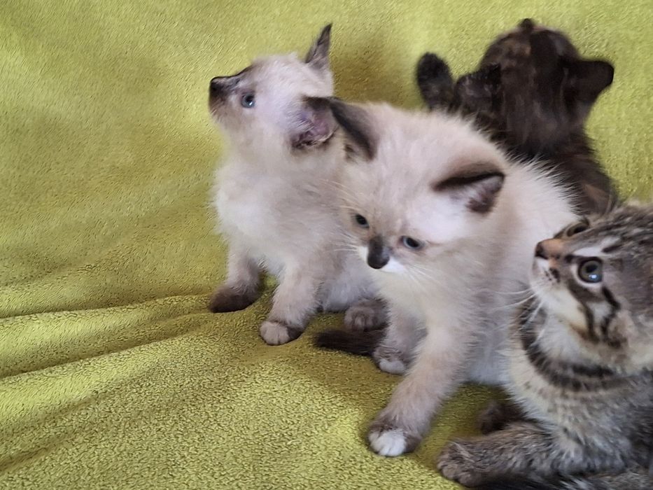 Котята в добрые руки.