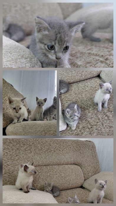 Отдам котят в добрые руки