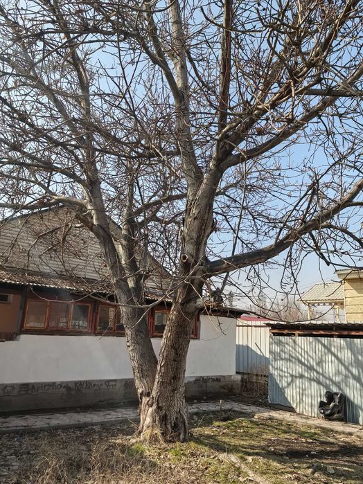 Дерево орех грецкий