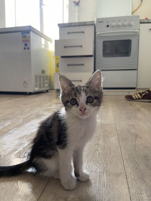 Котята сиамские смешанные