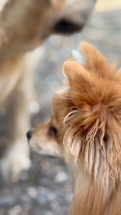 Пропала собака украли