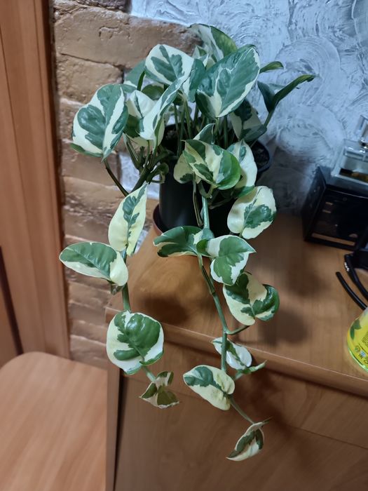 Продам цветок эпипремнум