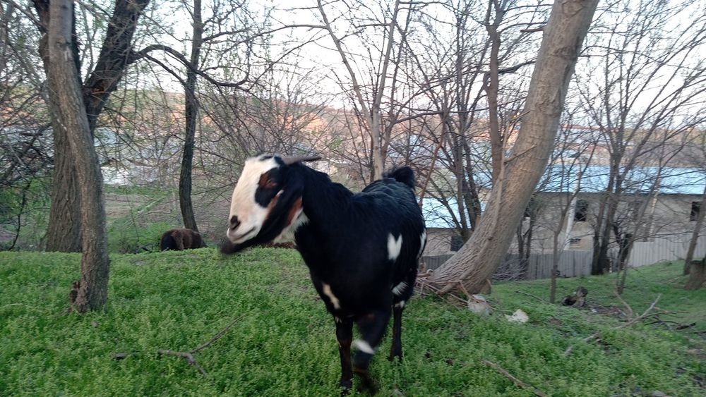 Коза битал 200 тыс