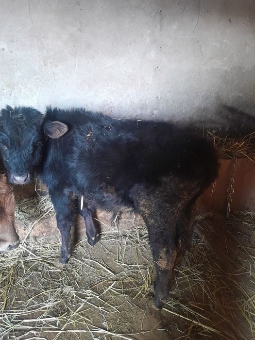 Продаётся бычок.