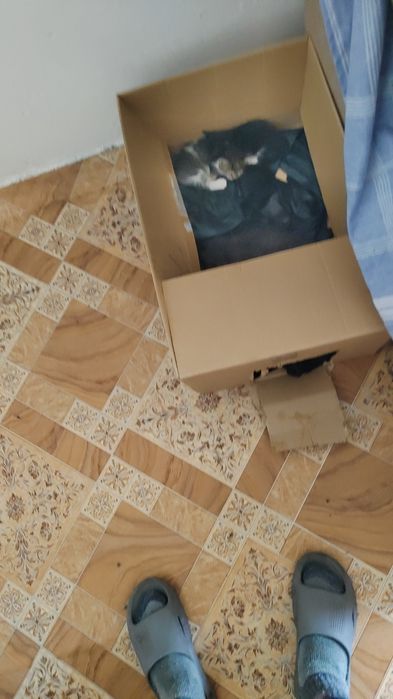 Котик мальчик остался один.