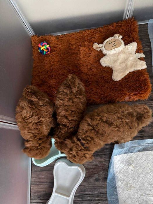 Той-пудель последний помет