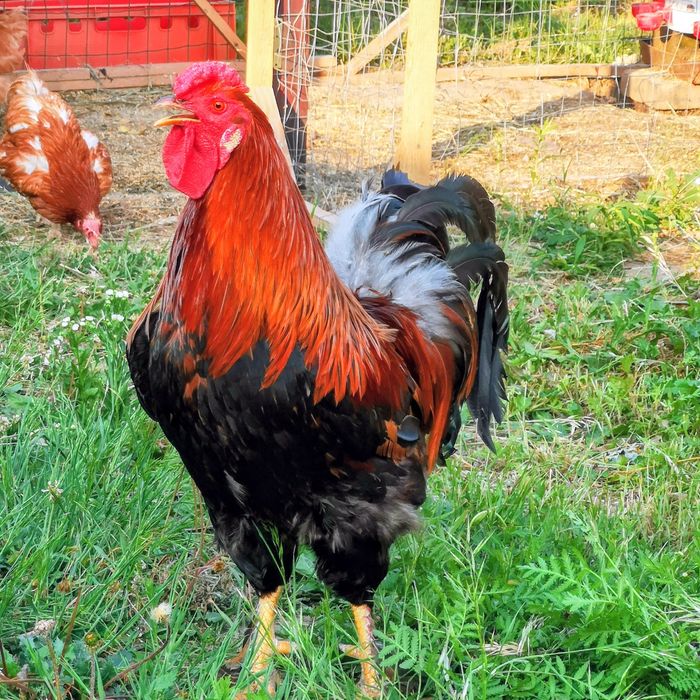 Cocos hibrid  italian