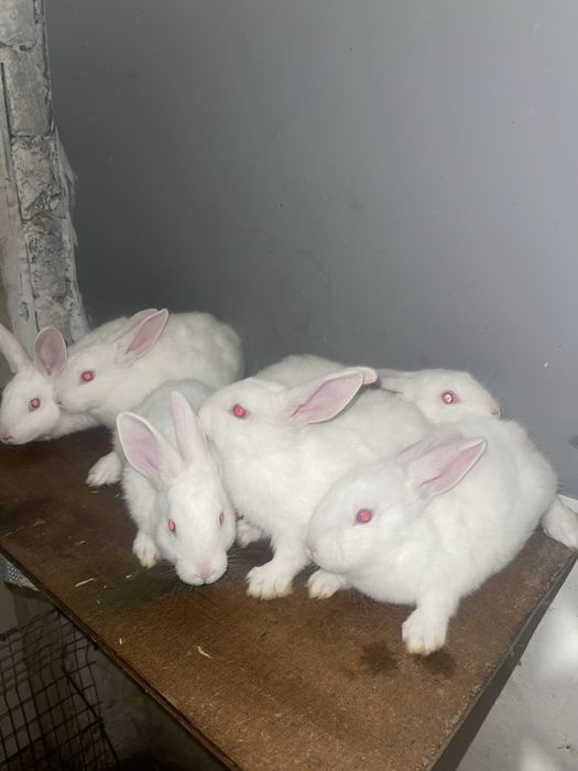 Vand iepuri hycole francez