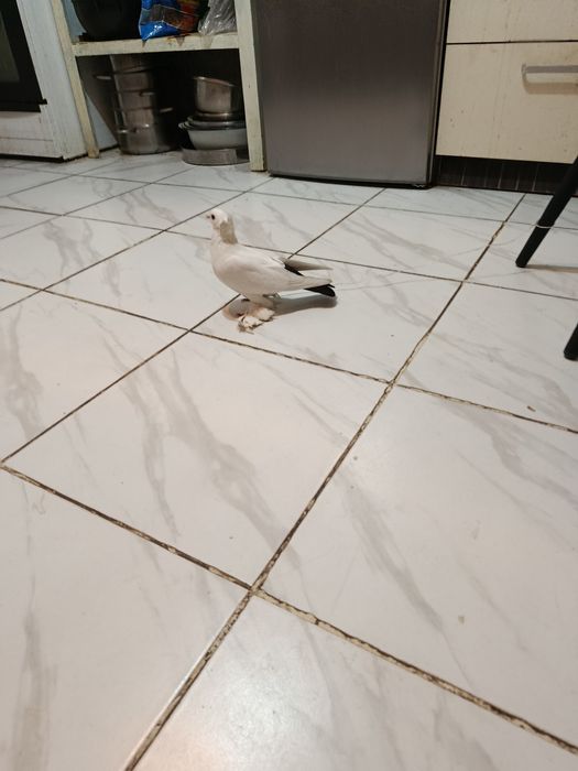 Голуби Чубатая лахманогая самка