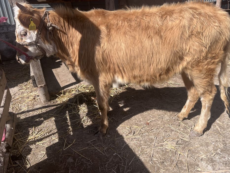 Еки баспак бир жасар