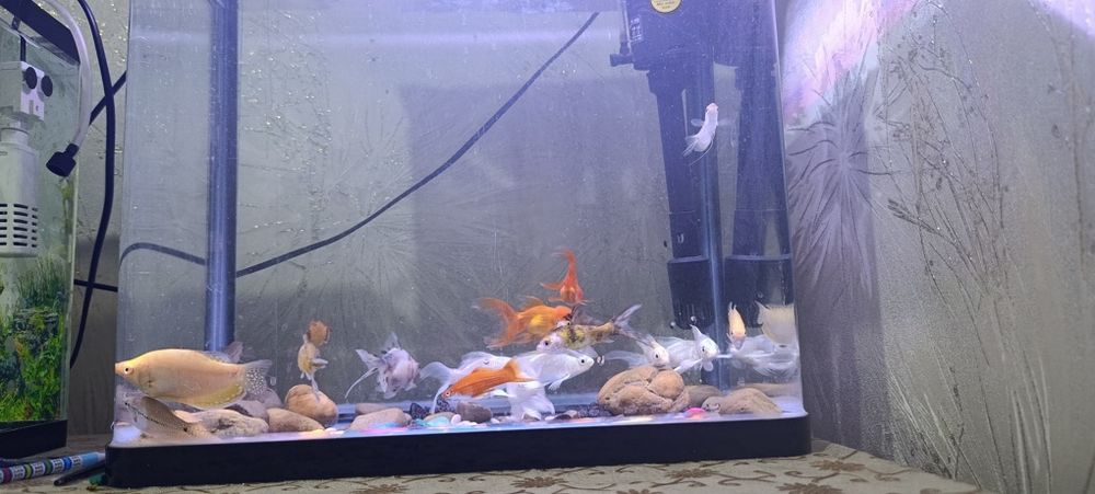 Akvarium va baliqlar.