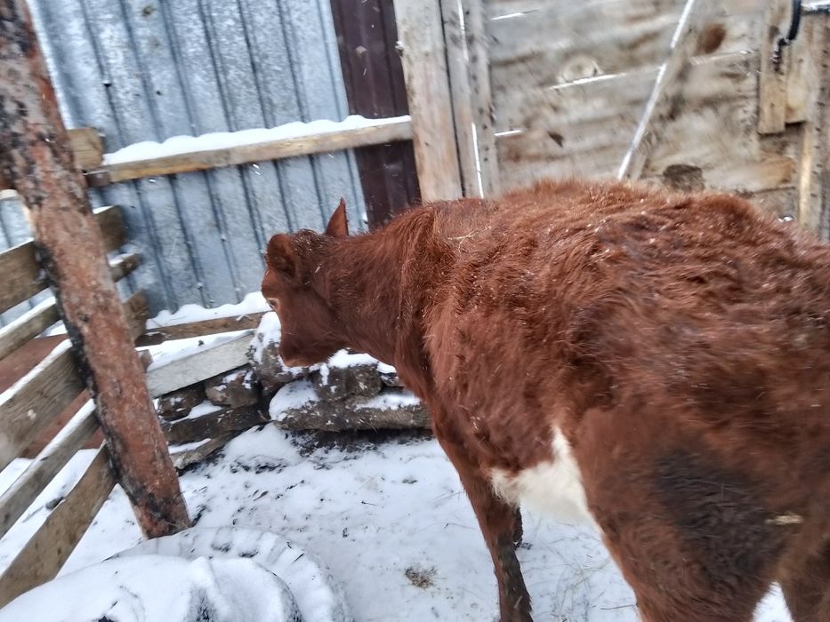 Продам телёнка телочка