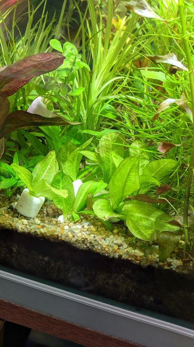 Продам эхинодорус Тропика,Эхинодорус Блехера.