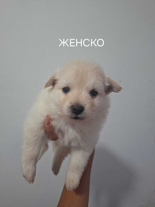 Кученца Немски шпиц