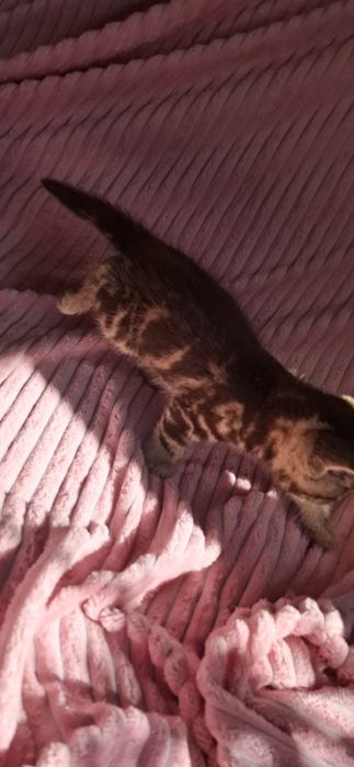 Британские котята