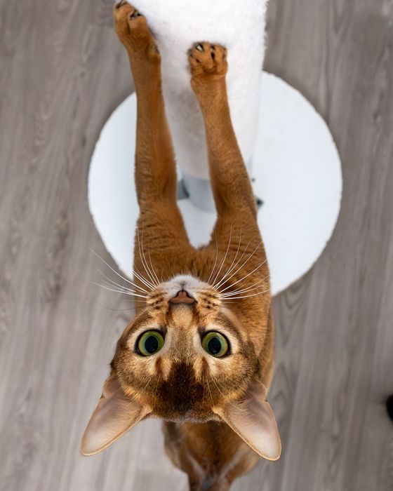 Абиссинские элитные котята