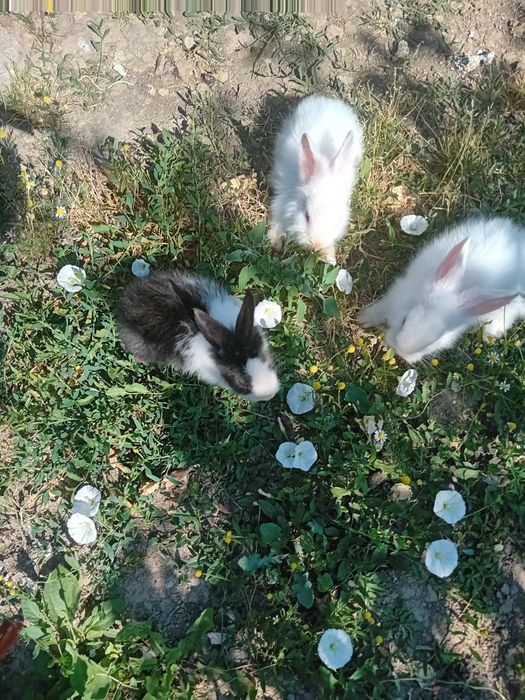 Iepuri pitici Cap de leu