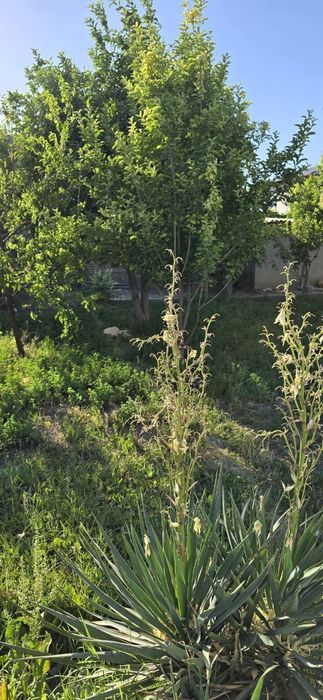 Ижарага дача дала ҳовли