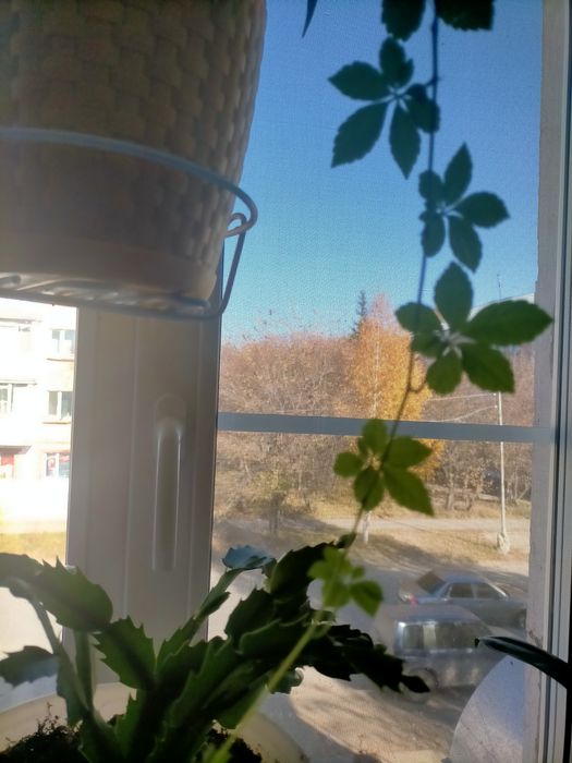 Комнатный виноград-Циссус Стриата.