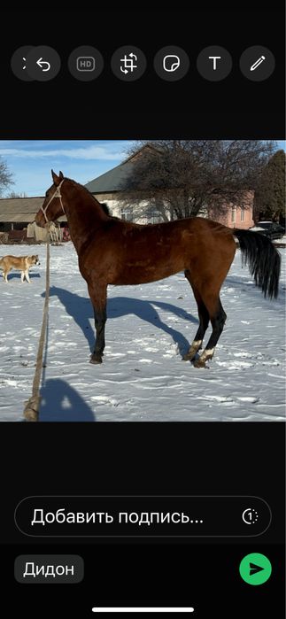 Айғыр англо теке