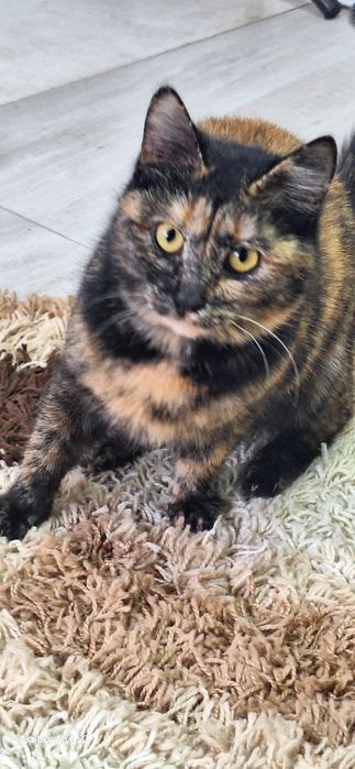 Красивые коты и кошки