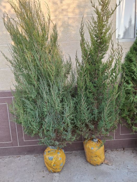 Көшет/Өсімдік егеміз