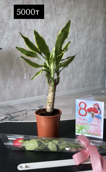 Гүлдер сатылады свежие