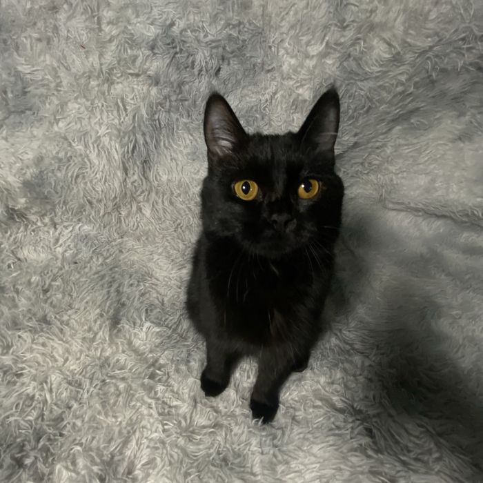 Кот-подросток в добрые руки.