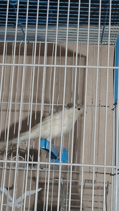 Канерейки. Дисковые. Тройники