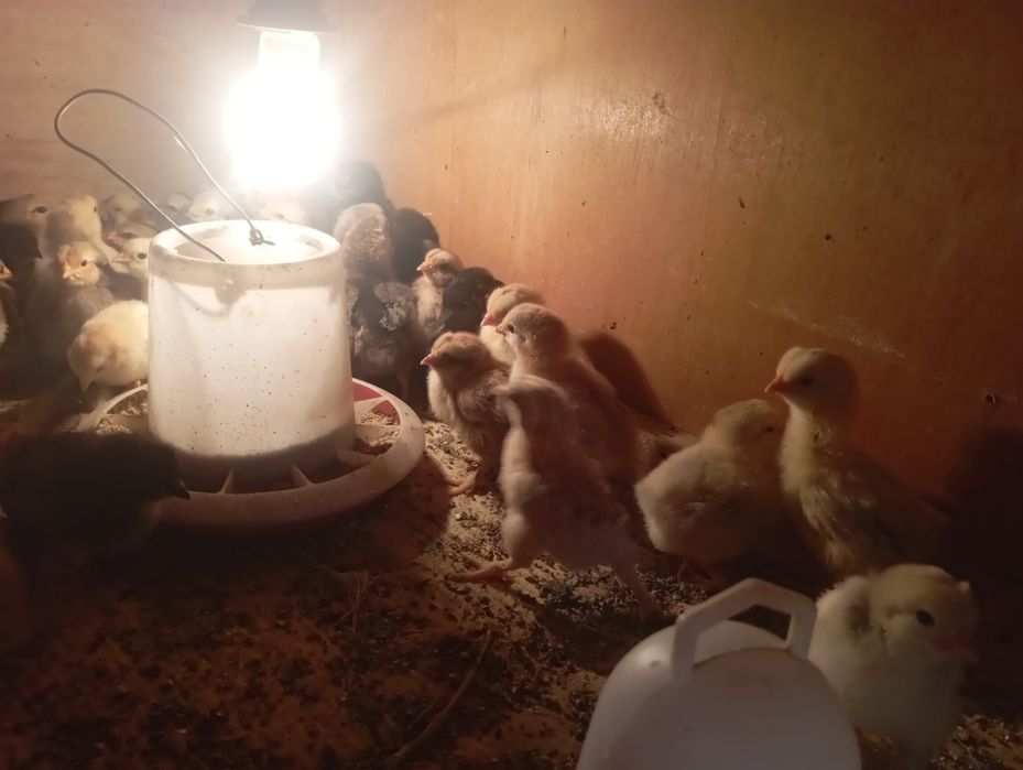 5 күндік балапандар