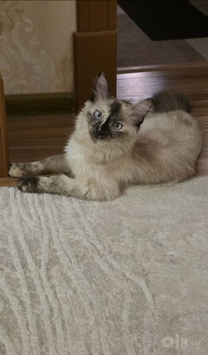 Tайская кошечка Chocolate Point