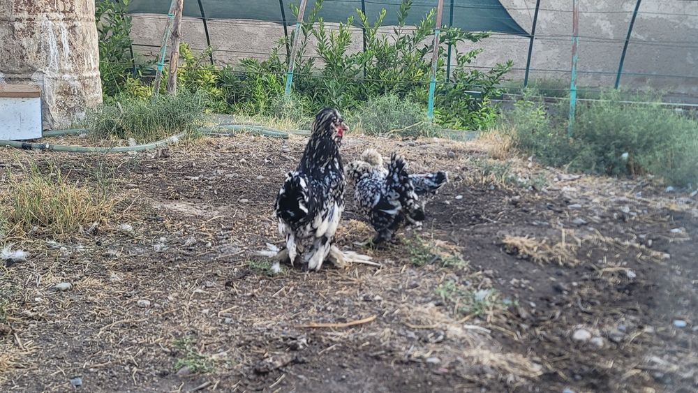 Гигант брама  хурозлар сотилади