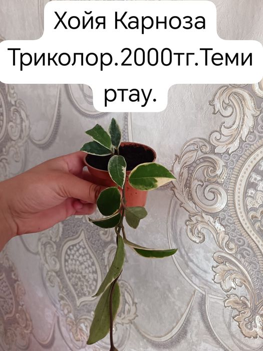 Продам комнатные цветы